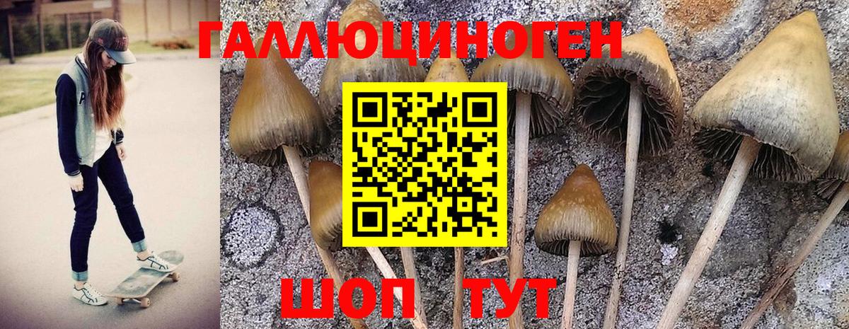 Галлюциногенные грибы Psilocybe  Вход с VPN  Дятьково  Галлюциногенные грибы мухоморы 